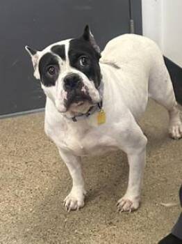 Ronda Howlsey -  American Bully Dog for Adoption in Cleveland, Ohio - Ronda Howlsey | PetCurious