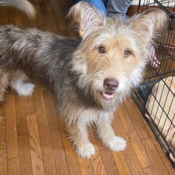 Rescue Rottweiler and Husky Dogs for Adoption in Rossville, Georgia - Lucy | PetCurious