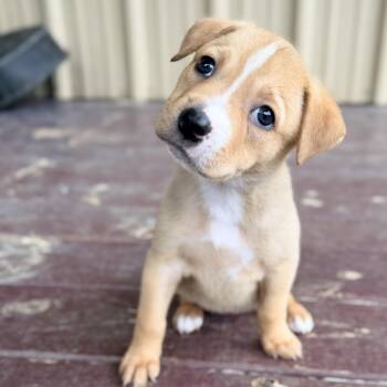 Terrier Dogs Available for Adoption in Bulverde, Texas - Maisy | PetCurious