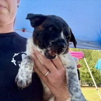 German Wirehaired Pointer and Wirehaired Terrier Dogs Available for Adoption in Sanford, North Carolina - Nala | PetCurious