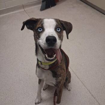 Winter -  Mixed Breed Dog for Adoption in Murray, Utah - Winter | PetCurious