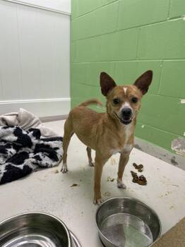 Chihuahua and Mixed Breed Dogs Available for Adoption - VERO | PetCurious