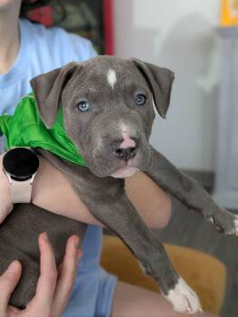 Pit Bull Terrier Dogs Available for Adoption in Clay, New York - Malcolm | PetCurious