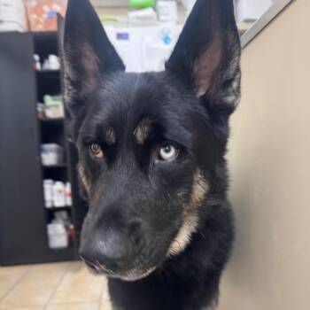Argo -  German Shorthaired Pointer and Husky Dog for Adoption in Pekin, Illinois - Argo | PetCurious