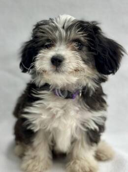 Havanese Dogs Available for Adoption in Palo Alto, California - Popcorn: Cheddar | PetCurious