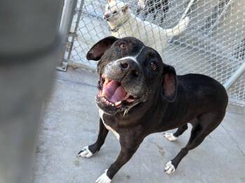 Jade -  Pit Bull Terrier Dog for Adoption in Springfield, Tennessee - Jade | PetCurious