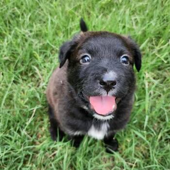Rescue Australian Cattle Dog Blue Heeler and Shepherd Dogs for Adoption in Phoenix, Arizona - Thanos | PetCurious