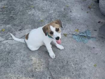Ducky -  Great Pyrenees and Mixed Breed Dog for Adoption in West Palm Beach, Florida - Ducky | PetCurious