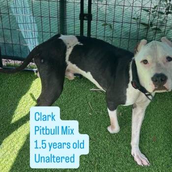 Clark -  Pit Bull Terrier Dog for Adoption in Tampa, Florida - Clark | PetCurious