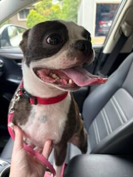 Belle in MO -  Boston Terrier Dog for Adoption - Belle In MO | PetCurious