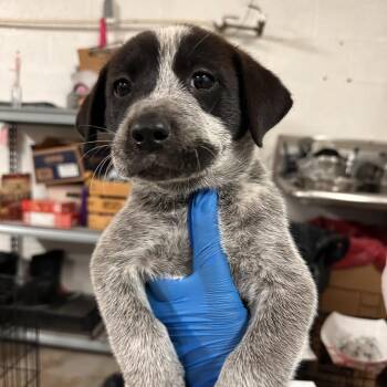 Mixed Breed Dogs Available for Adoption in Edinburg, Texas - Mickey Mouse | PetCurious