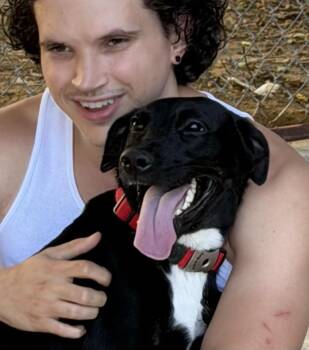 Raven -  Labrador Retriever and Fox Terrier Dog for Adoption in Pilot Point, Texas - Raven | PetCurious