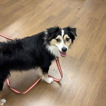 Australian Shepherd Dogs Available for Adoption in Beaumont, Texas - Cosmo | PetCurious