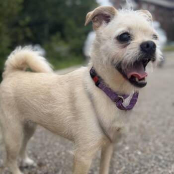 Penny -  Terrier Dog for Adoption in Grand Rapids, Michigan - Penny | PetCurious