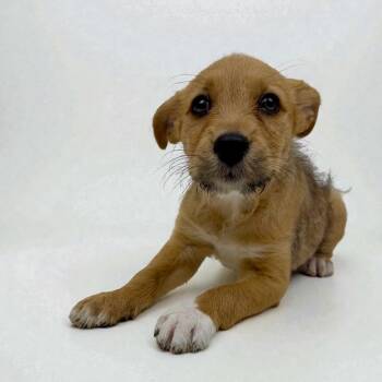 Terrier Dogs Available for Adoption - Roulette | PetCurious
