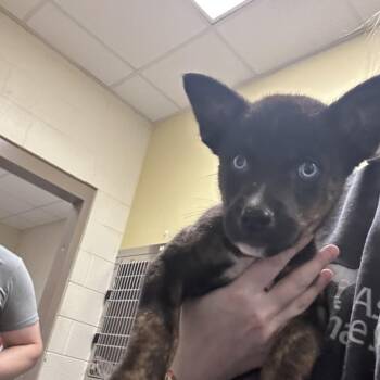 Custard -  Mixed Breed Dog for Adoption in Asheville, North Carolina - Custard | PetCurious