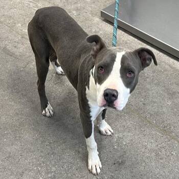 111484 -  Mixed Breed Dog for Adoption in Las Cruces, New Mexico - 111484 | PetCurious
