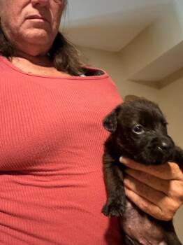 Mushroom -  Australian Kelpie and Dachshund Dog for Adoption in Partlow, Virginia - Mushroom | PetCurious