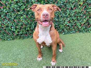 Mixed Breed Dogs Available for Adoption - YINA | PetCurious