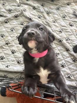 Labrador Retriever and Mixed Breed Dogs Available for Adoption - LYRA | PetCurious