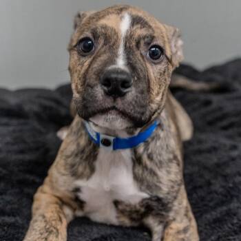 Staffordshire Bull Terrier Dogs Available for Adoption - Senior Pablo | PetCurious