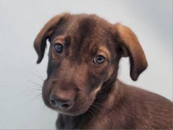 Murphy -  German Shepherd Dog and Mixed Breed Dog for Adoption in Golden Valley, Minnesota - Murphy | PetCurious