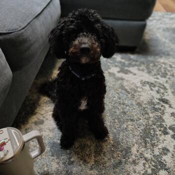 Kham -  Poodle Dog for Adoption in Tulsa, Oklahoma - Kham | PetCurious