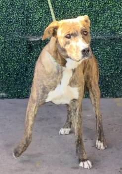 Pit Bull Terrier and Mixed Breed Dogs Available for Adoption in El Paso, Texas - 60881130 | PetCurious