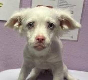 Cairn Terrier and Chihuahua Dogs Available for Adoption in Thompson Falls, Montana - Harmony | PetCurious
