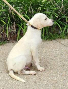 Gaelic -  Terrier and Mixed Breed Dog for Adoption in Morristown, New Jersey - Gaelic | PetCurious