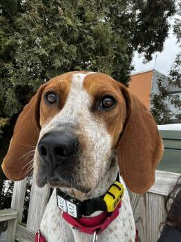 Mixed Breed Dogs Available for Adoption in Elmsford, New York - Maple Syrup | PetCurious