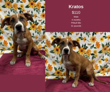 Rescue Pit Bull Terrier Dogs for Adoption in Decatur, Alabama - Kratos | PetCurious