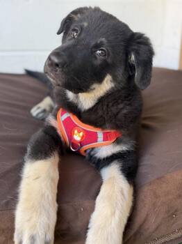 Gaia -  German Shepherd Dog Dog for Adoption in Pleasant Hill, California - Gaia | PetCurious