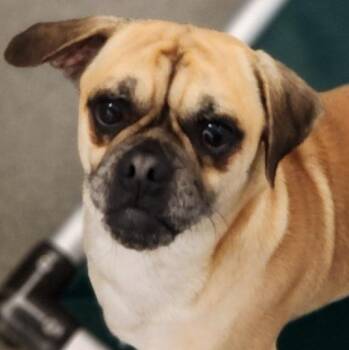 Minotaur -  Pug Dog for Adoption in New Philadelphia, Ohio - Minotaur | PetCurious