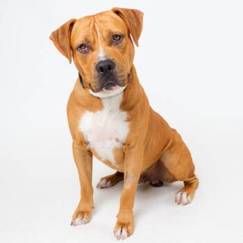 Brick -  Pit Bull Terrier Dog for Adoption in Palm Springs, California - Brick | PetCurious