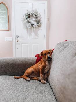 Coonhound and Australian Cattle Dog Blue Heeler Dogs Available for Adoption - Clyde | PetCurious