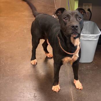 George -  Mixed Breed Dog for Adoption in Norman, Oklahoma - George | PetCurious