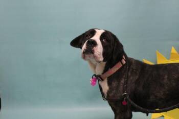 BONNIE -  Cane Corso and Mixed Breed Dog for Adoption in Loveland, Colorado - BONNIE | PetCurious