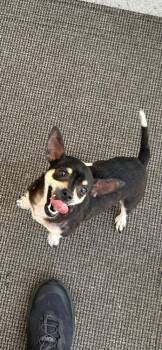 Shirley -  Chihuahua Dog for Adoption in West Palm Beach, Florida - Shirley | PetCurious