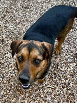 Shepherd and Beagle Dogs Available for Adoption in Sudbury, Massachusetts - Nola | PetCurious