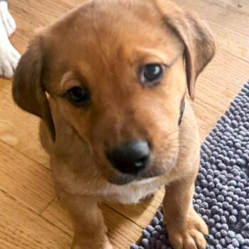 Hound Dogs Available for Adoption - Suede | PetCurious