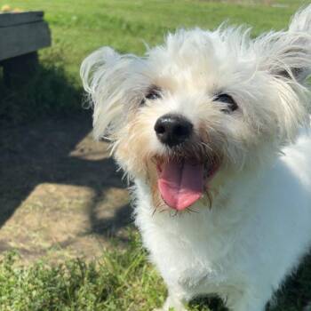 Brilla -  Terrier and Mixed Breed Dog for Adoption in Pontiac, Illinois - Brilla | PetCurious