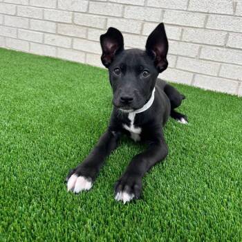 Woody -  Terrier and Mixed Breed Dog for Adoption in Campton Hills, Illinois - Woody | PetCurious