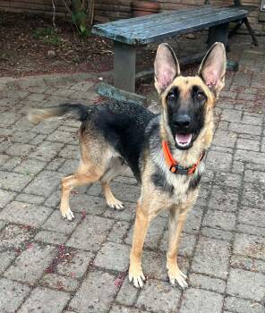 Magnolia -  German Shepherd Dog Dog for Adoption in Greeneville, Tennessee - Magnolia | PetCurious