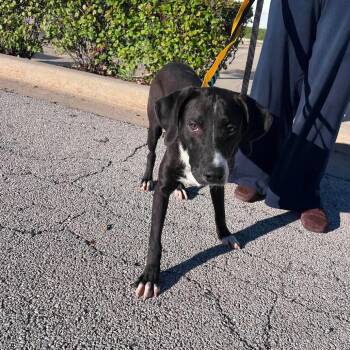 Arf Vader -  Labrador Retriever and Mixed Breed Dog for Adoption in Campton Hills, Illinois - Arf Vader | PetCurious