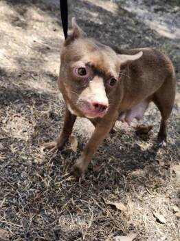 MOLLY -  Chihuahua Dog for Adoption in San Antonio, Texas - MOLLY | PetCurious