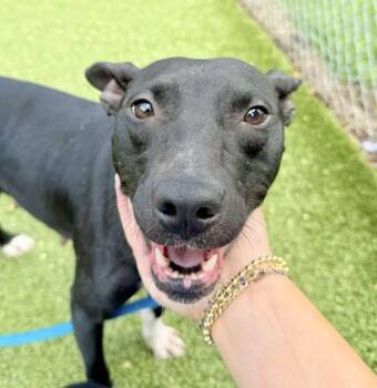 Rescue Mixed Breed Dogs for Adoption in Media, Pennsylvania - Ivory | PetCurious