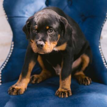 Jefferson -  Rottweiler Dog for Adoption in Zionsville, Indiana - Jefferson | PetCurious