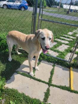 Mack -  Labrador Retriever Dog for Adoption in Chambersburg, Pennsylvania - Mack | PetCurious