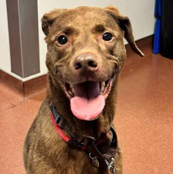 German Shorthaired Pointer and Labrador Retriever Dogs Available for Adoption in Oakland, California - Taika | PetCurious